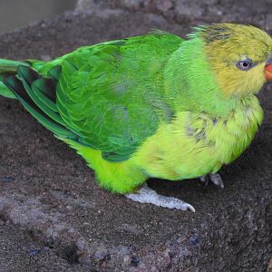 Olive-headed Lorikeet