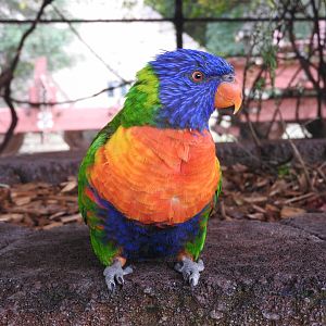 Swainson's (Rainbow) Lorikeet