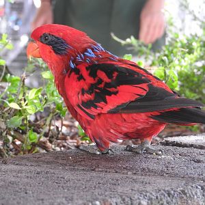 Blue-streaked Lory