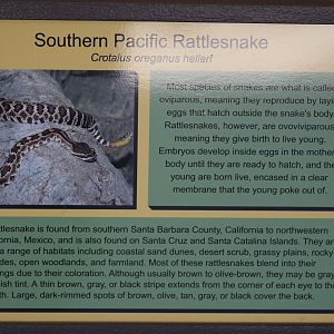 Southern Pacific Rattlesnake Signage