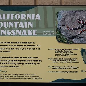 San Bernardino Mountain Kingsnake