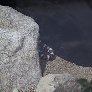 San Bernardino Mountain Kingsnake