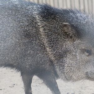 Texan Collared Peccary