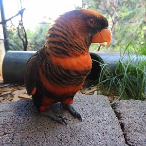 Dusky Lorikeet