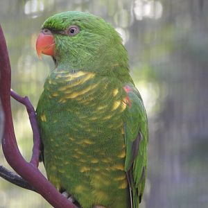 Scaly-breasted Lorikeet