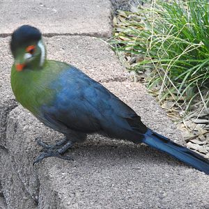 White-cheeked Turaco
