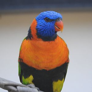 Red-collared Lorikeet