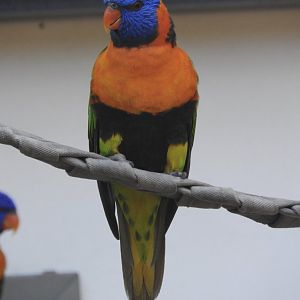 Red-collared Lorikeet