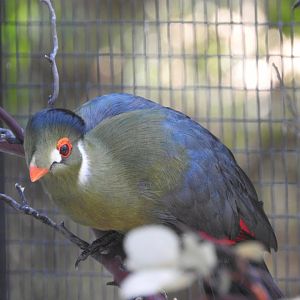 White-cheeked Turaco
