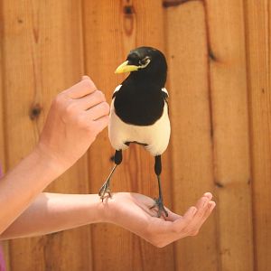 Yellow-billed Magpie