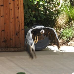 American Black Vulture