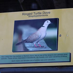 Ring-Necked Dove Signage