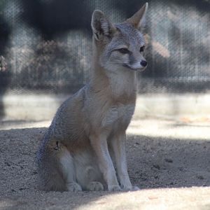San Joaquin Kit Fox