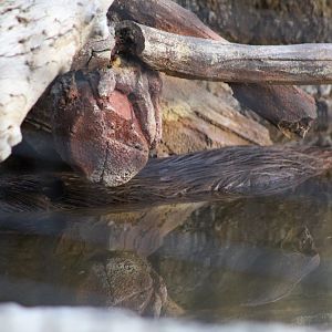 American Beaver