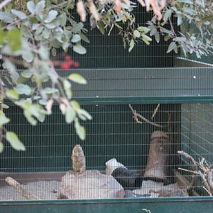 Prairie Dog Enclosure