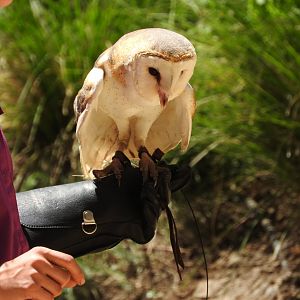 Barn Owl