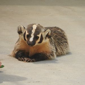American Badger