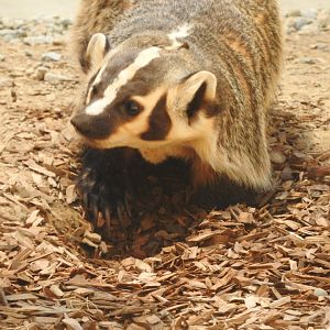 American Badger