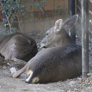 Inyo Mule Deer