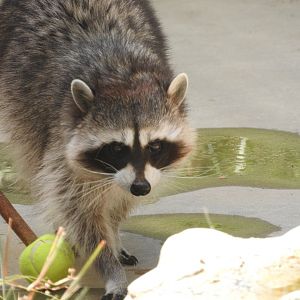 Raccoon