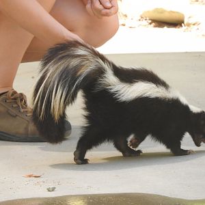 Striped Skunk