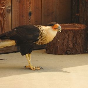Crested Caracara