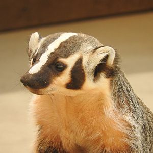 American Badger