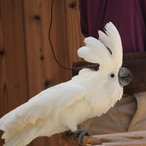 Umbrella Cockatoo