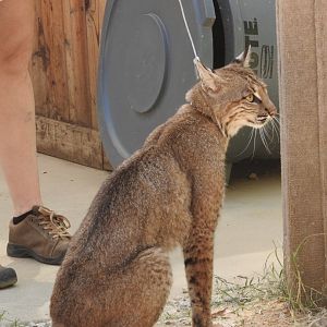 Bobcat