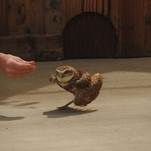 Burrowing Owl