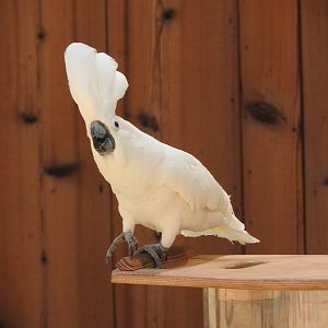 Umbrella Cockatoo