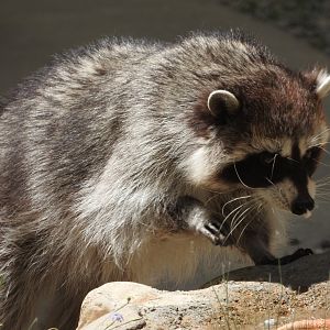 Raccoon