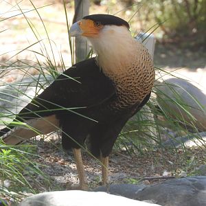 Crested Caracara