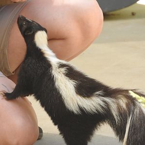 Striped Skunk