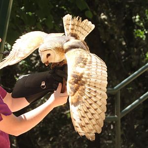 Barn Owl