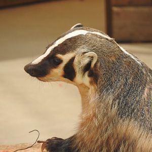 American Badger