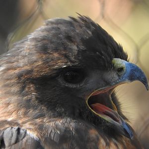 Red-tailed Hawk