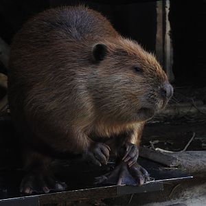 American Beaver