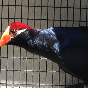 Violet Turaco