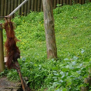 Bornean orangutan, June 2018
