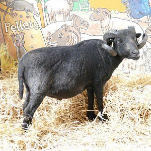 Ouessant sheep, June 2018