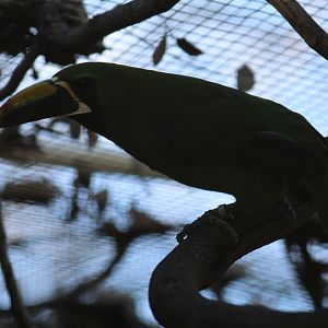 Black-Throated Toucanet