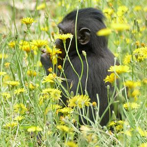 Sulawesi crested macaque, June 2018