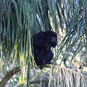 Brazilian Howler Monkey