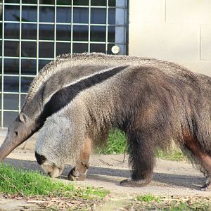 Giant Anteater