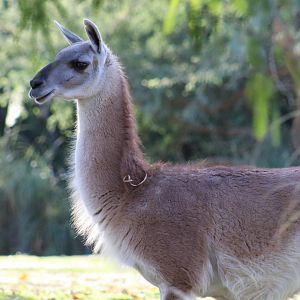 Guanaco