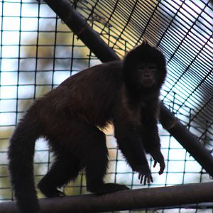 Crested Capuchin