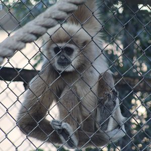 Central Lar Gibbon
