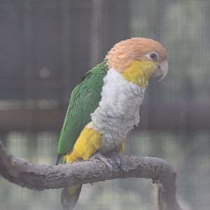 Yellow-Thighed Caique