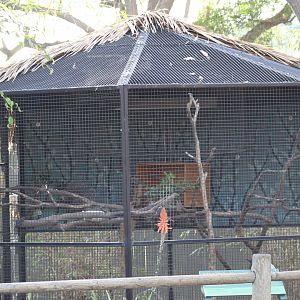 Brazilian Porcupine Enclosure